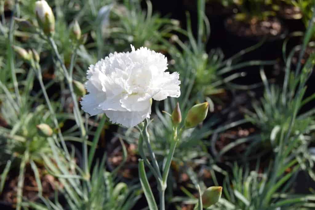 Dianthus 'Haytor White' ---